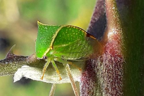 Réf. 289 362 : Stictocephala bisonia
